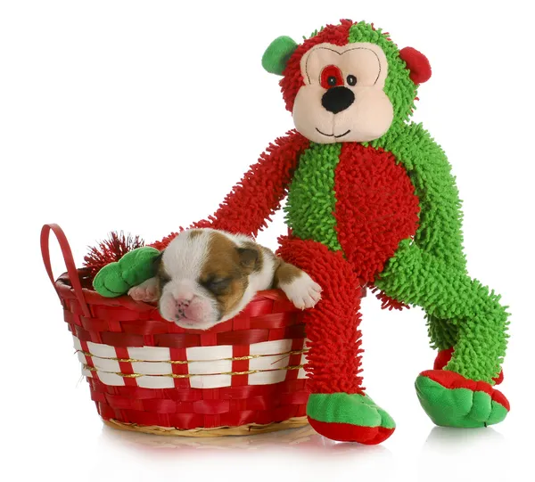 Christmas puppy — Stockfoto