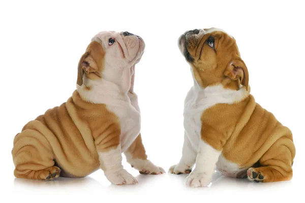 Two puppies looking up — Stock Photo, Image