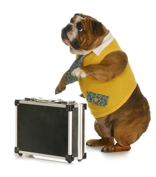 Working dog — Stock Photo, Image