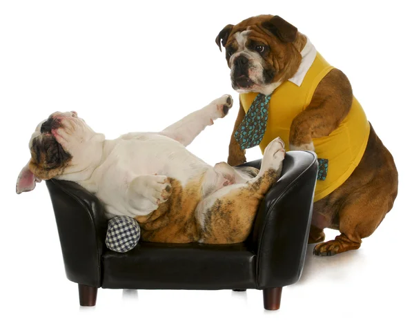 Lazy dog — Stock Photo, Image