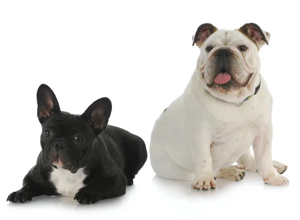 Two dogs — Stock Photo, Image