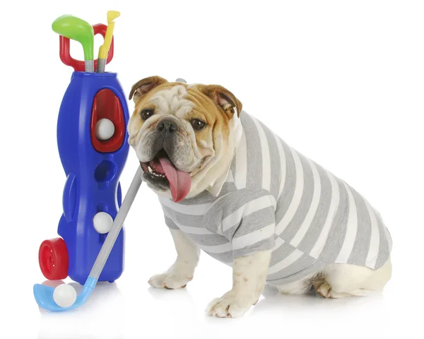 Bulldog golfspelare — Stockfoto