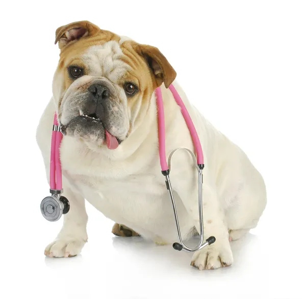 Veterinaire verzorging — Stockfoto