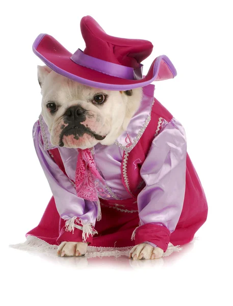 Dog dressed up as cowgirl — Stock Photo, Image