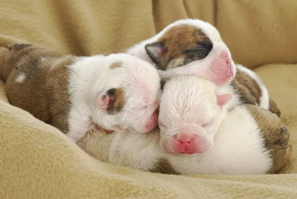 Newborn puppies — Stock Photo, Image