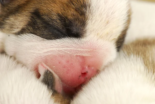 Cachorro recién nacido —  Fotos de Stock