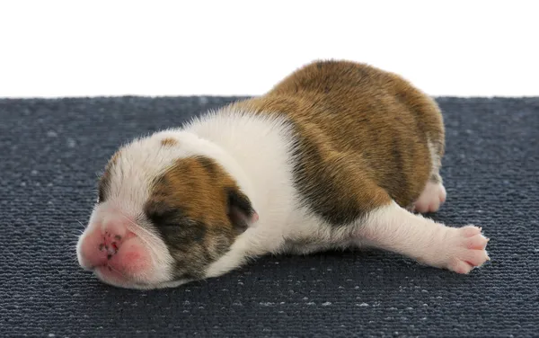 One week old puppy — Stockfoto