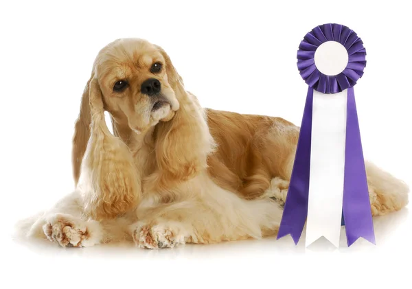 Kampioen hond — Stockfoto