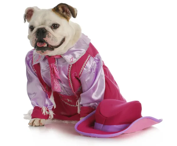 Bouledogue cow-girl — Photo