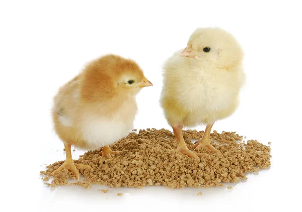 Farm poultry — Stock Photo, Image