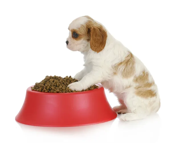Hungry puppy — Stock Image Hungry puppy Royalty Free Stock Photos