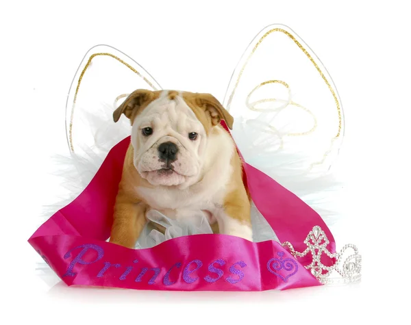 Spoiled puppy Royalty Free Stock Photos