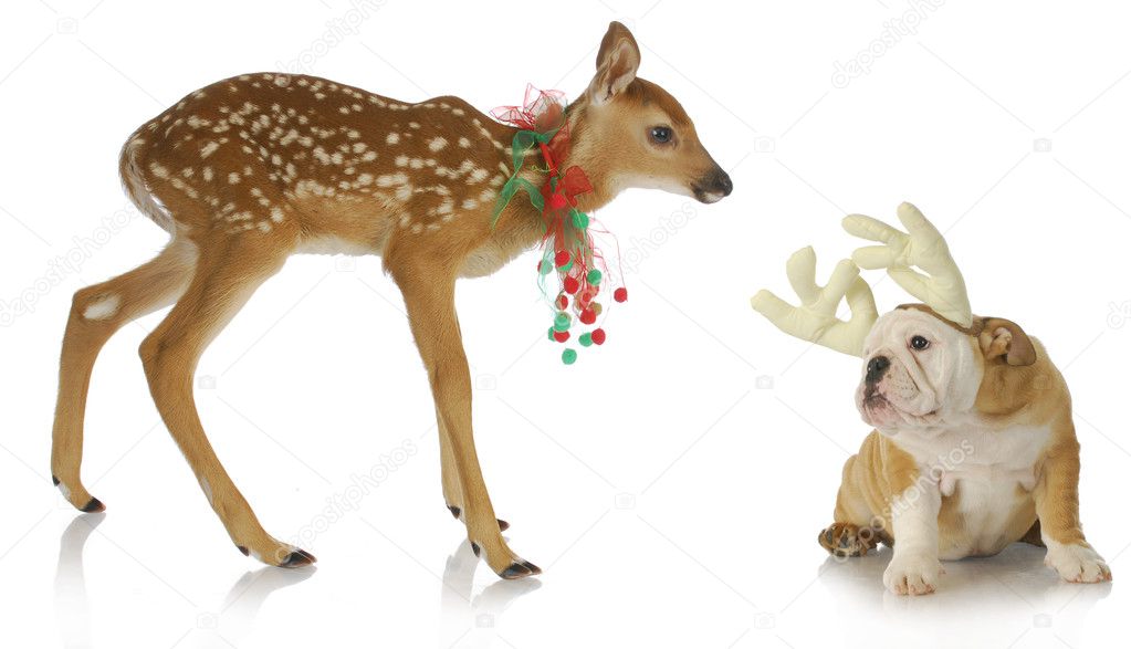 christmas animals