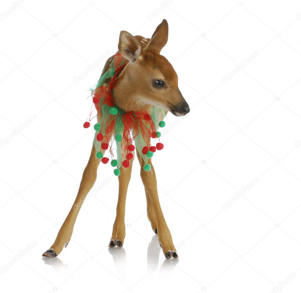 christmas deer