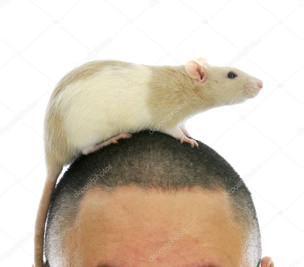 https://st.depositphotos.com/1806346/1388/i/950/depositphotos_13885387-stock-photo-rat-on-persons-head.jpg