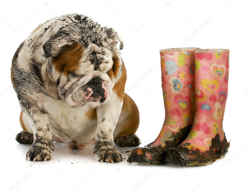 Dirty dog — Stock Photo © willeecole 13888485