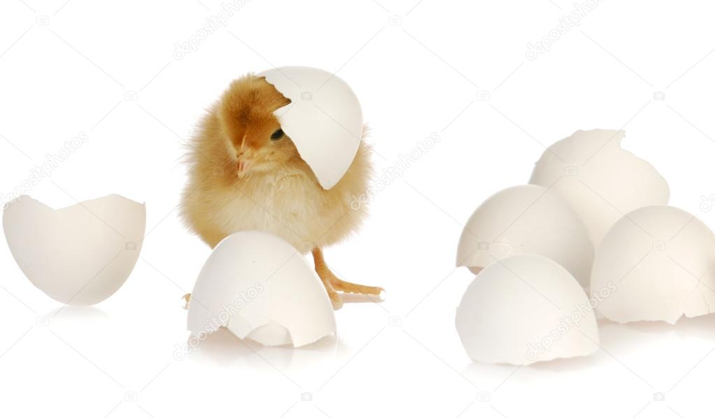 chick and egg