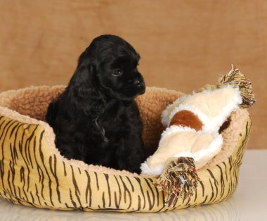yavru köpek yatakta oturmuş