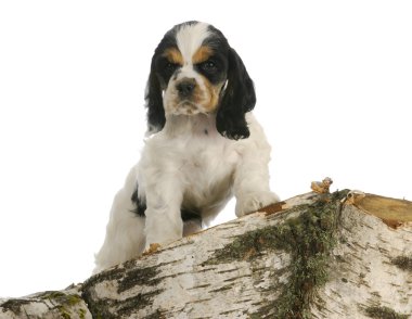 keşfetmek köpek yavrusu
