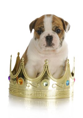 şımarık köpek yavrusu