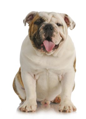 Şirin köpek.