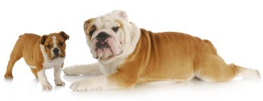 yavru ve yetişkin köpek