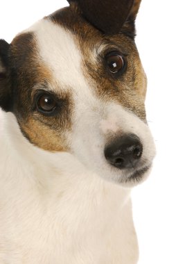 Şirin köpek.
