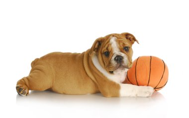 oynayan köpek