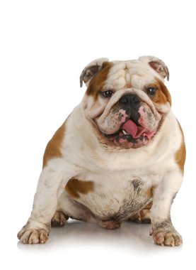 pis köpek