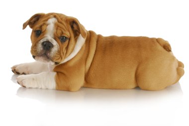 Şirin köpek.