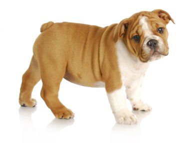 Şirin köpek.