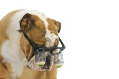 komik gözlüklü köpek yavrusu