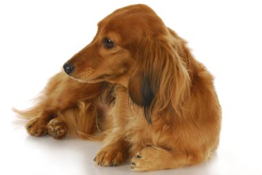 Şirin köpek.