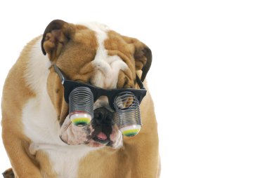 Komik köpek.