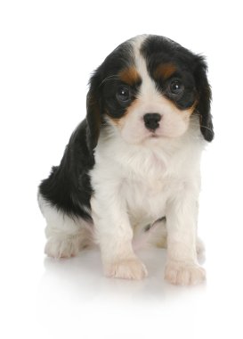 Şirin köpek.