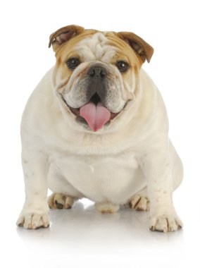 İngilizce Bulldog