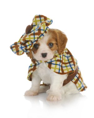 Şirin köpek.