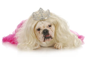 şımarık köpeği