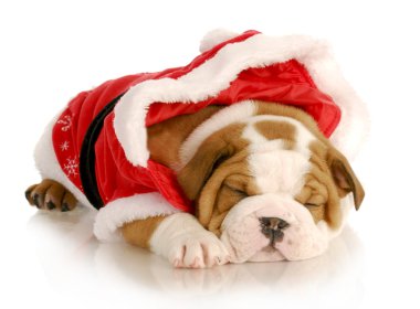 sevimli Noel köpek