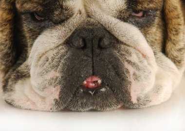 çirkin köpek