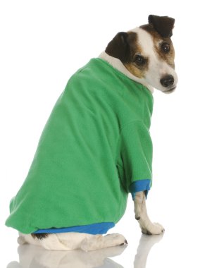 köpek giyen köpek kazak