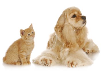 köpek ve kedi