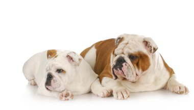 iki İngilizce bulldogs