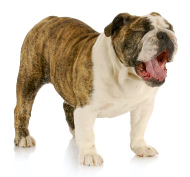 köpeğin ağzı açık olan