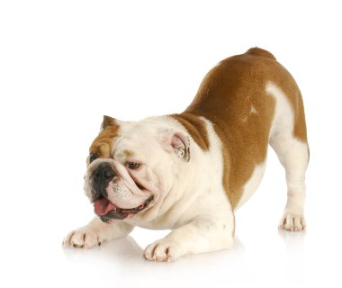 oynak köpek