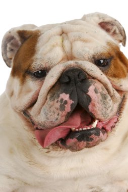 pis köpek