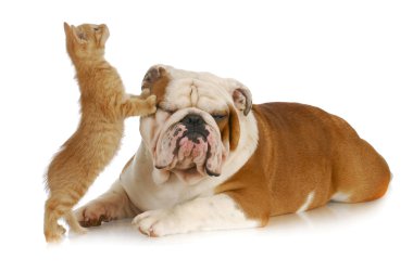 Kedi ve köpek.
