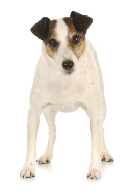 jack Russel terrier