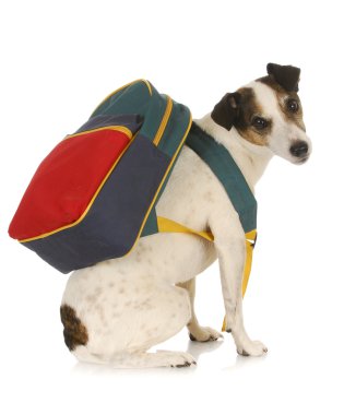 köpek okul