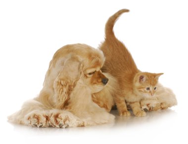 dog and cat clipart
